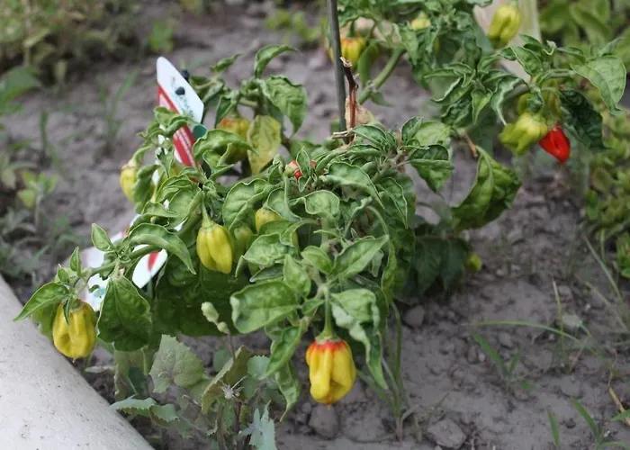 Ξενοδοχείο La Filadelfia