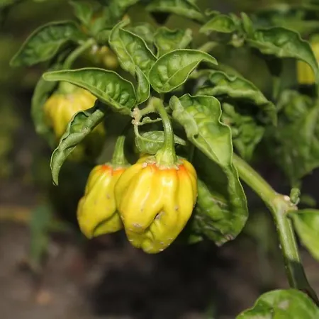 La Filadelfia فندق 3*