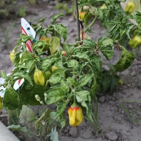 Отель La Filadelfia