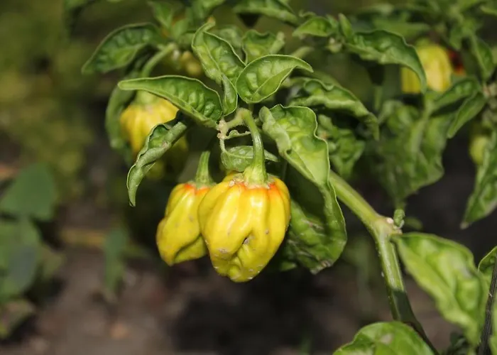 La Filadelfia فندق 3*